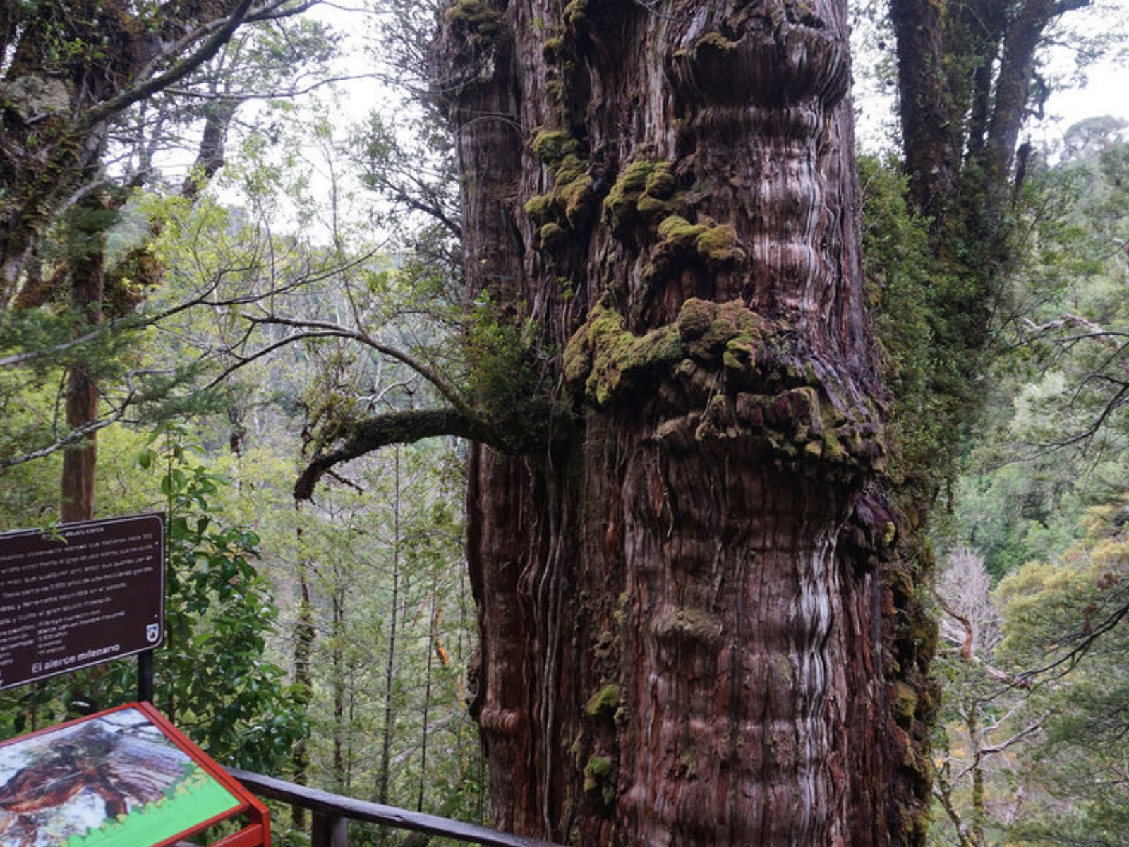 Parque Nacional Alerce Costero